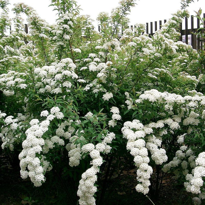Spiraea cantoniensis ~ Reeve's Spirea