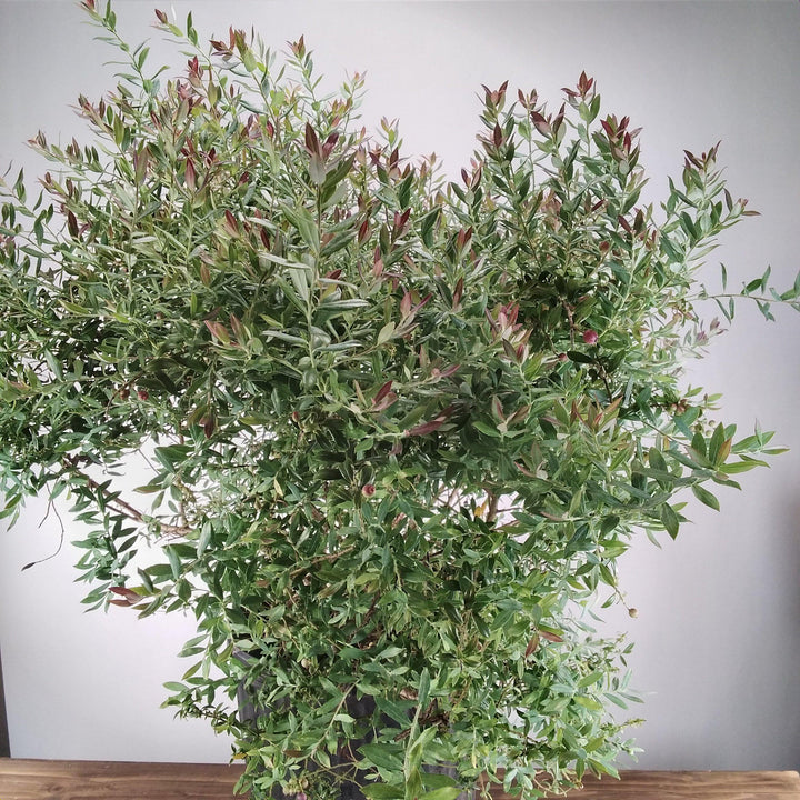 Vaccinium darrowii 'Rosa's Blush' ~ Rosa's Blush Evergreen Blueberry