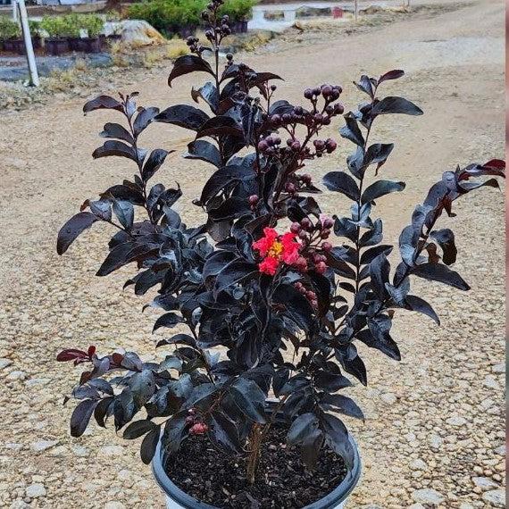Lagerstroemia indica 'SMNLCIBF' ~ Center Stage® Red Crapemyrtle