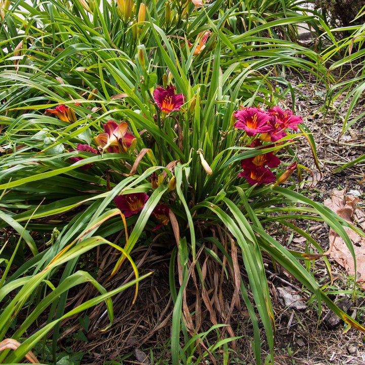 Hemerocallis 'Little Business' ~ Little Business Daylily