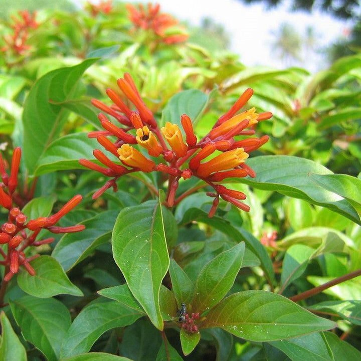 Hamelia patens 'Firefly' ~ Firefly Firebush