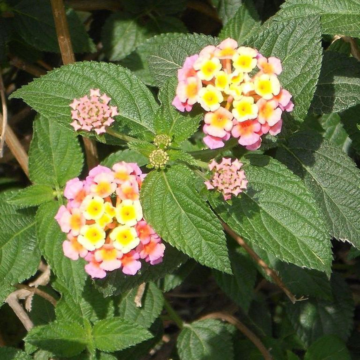 Lantana camara 'Baluclav' ~ Lucky™ Lavender Lantana