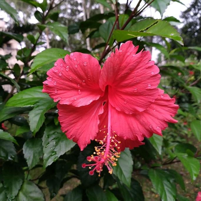 Hibiscus rosa-sinensis ~ Hibiscus Standard, Chinese Hibiscus