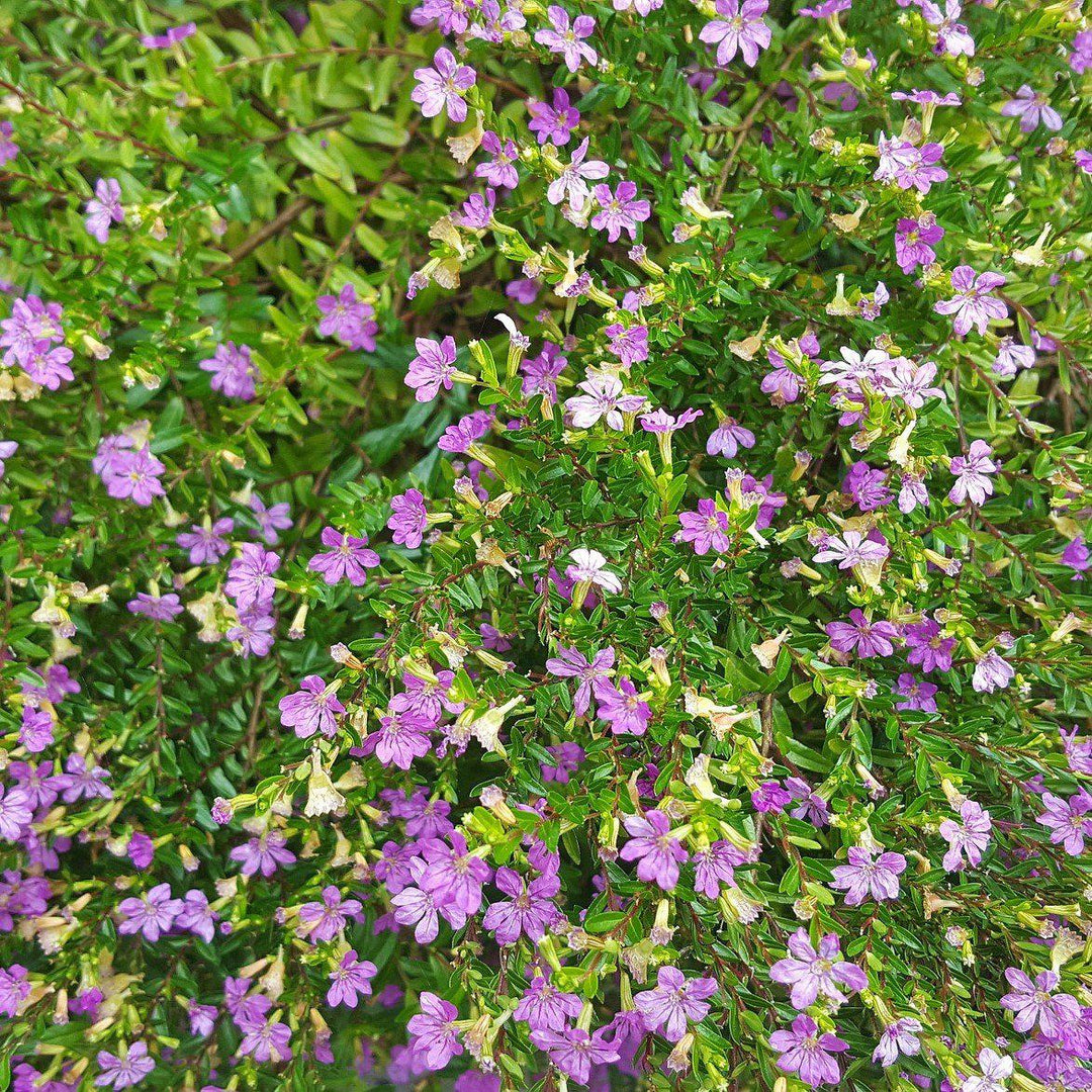 Cuphea hyssopifolia ~ Mexican Heather, False Heather