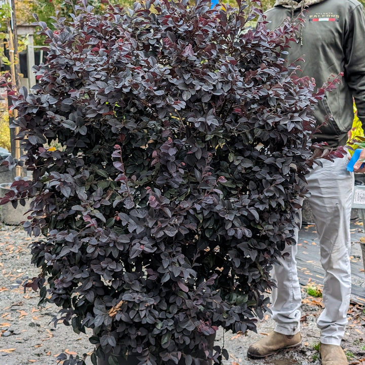 Loropetalum chinense f. rubrum ‘Carolina Midnight’ ~ Carolina Midnight Fringe Flower