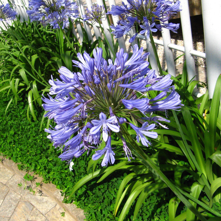 Agapanthus africanus ~ Blue Lily of the Nile