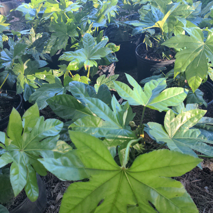 Fatsia Japonica ~ Japanese Aralia, Japanese Fatsia