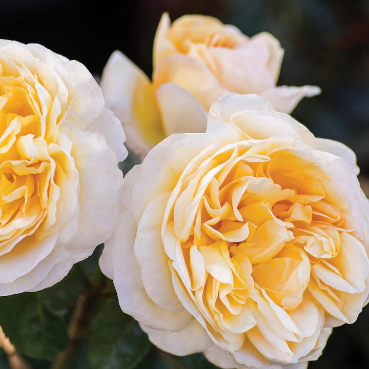 Rosa 'Meikaquinz' ~ Moonlight Romantica® Rose