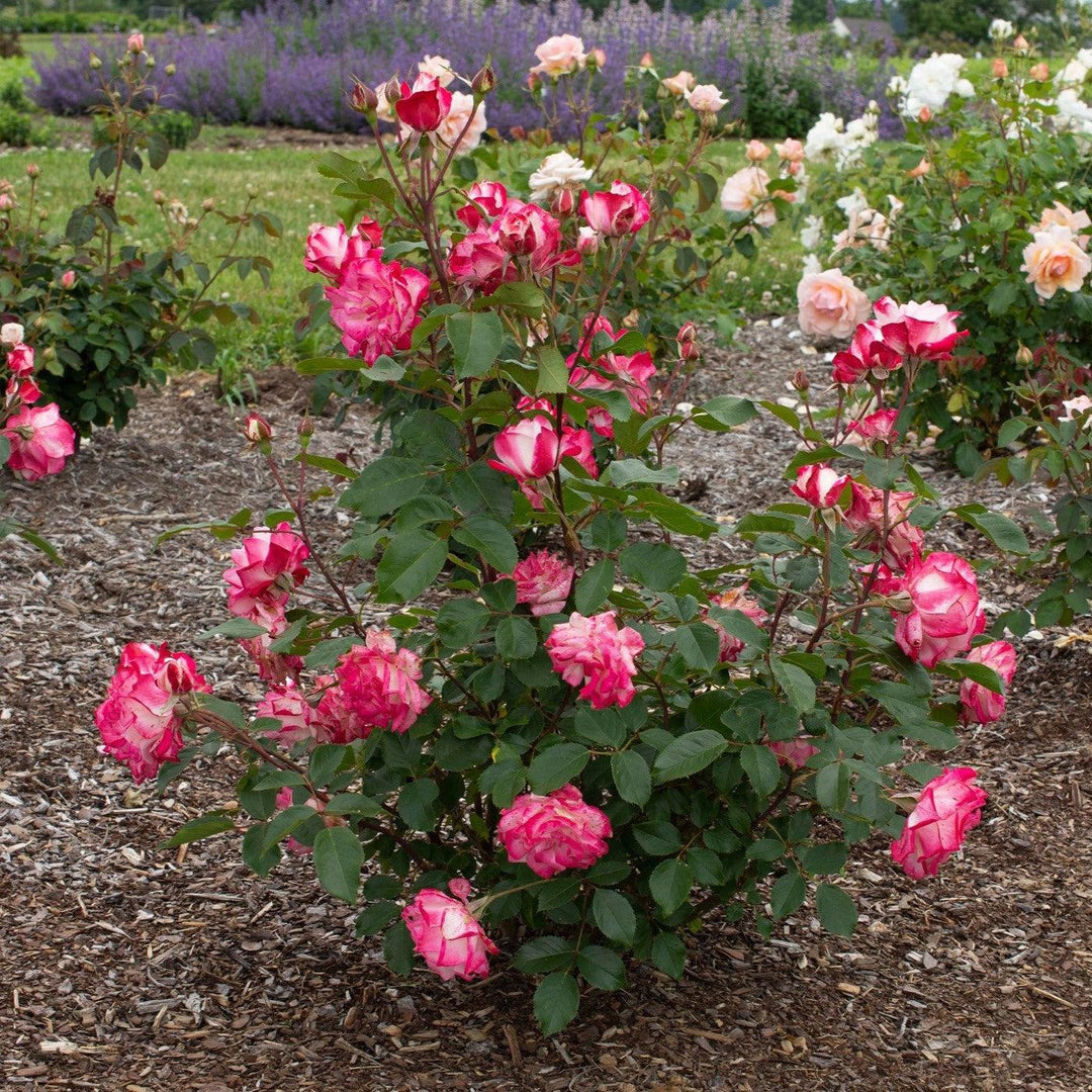 Rosa 'Meiriansois' PP 28,661 ~ Bloomables® Candy Cane Cocktail™ Rose