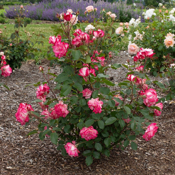 Rosa 'Meiriansois' PP 28,661 ~ Bloomables® Candy Cane Cocktail™ Rose