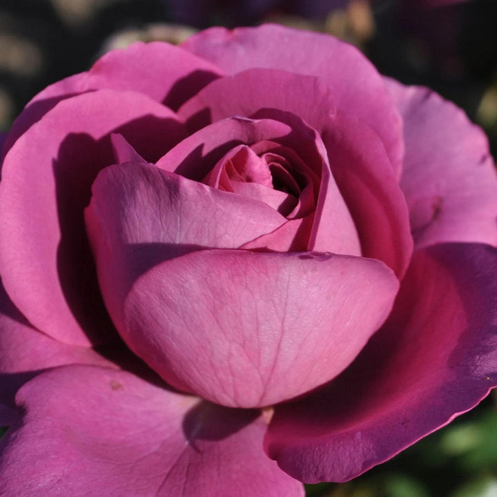 Rosa 'KORvodacom' PP 22,691 ~ Bloomables® Sunbelt® Plum Perfect™ Rose