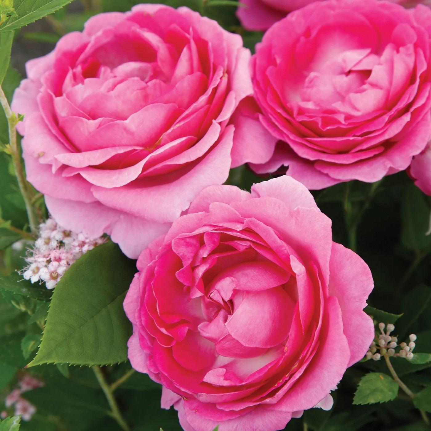 Rosa 'KORcarmsis' PP 33,406 ~ Bloomables® Raspberry Cupcake™ Rose