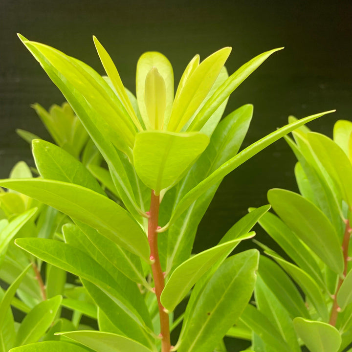 Illicium parviflorum 'Florida Sunshine' ~ Florida Sunshine Anise