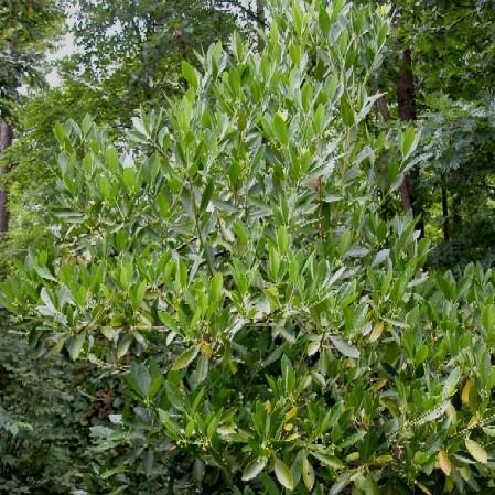 Illicium parviflorum ~ Ocala Anise, Yellow Anise
