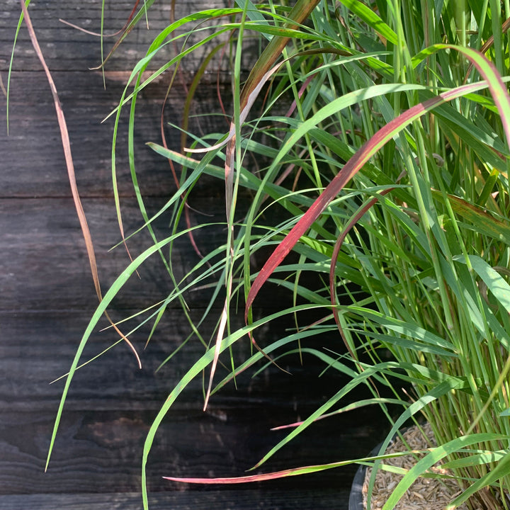 Panicum virgatum 'Shenandoah' ~ Shenandoah Switch Grass