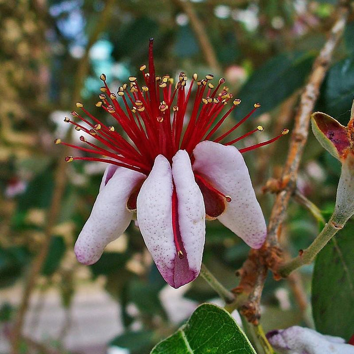 Feijoa sellowiana ~ Pineapple Guava