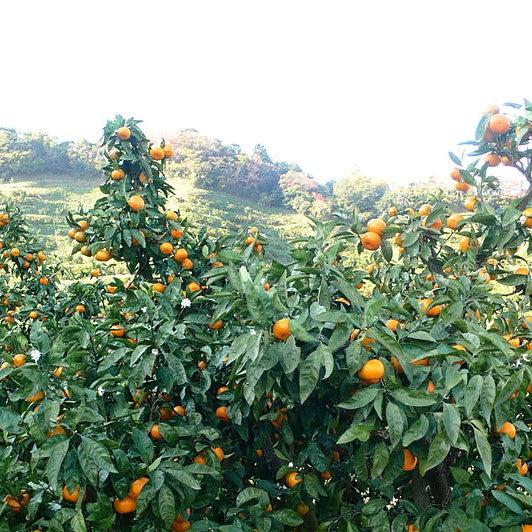 Citrus Unshiu 'Brown Select' ~ Brown Select Satsuma