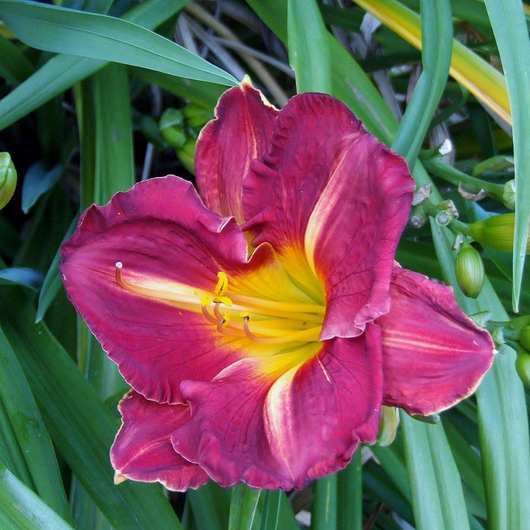 Hemerocallis 'Grape Ripples' ~ Grape Ripples Daylily