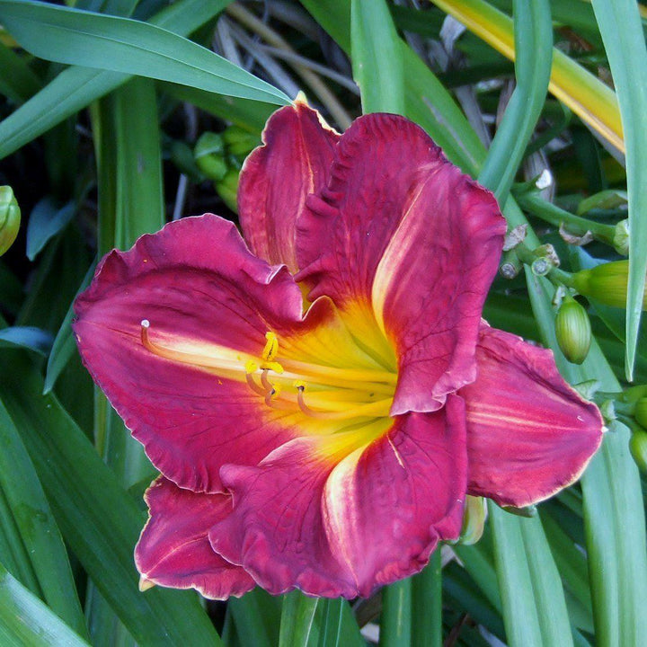 Hemerocallis 'Grape Ripples' ~ Grape Ripples Daylily