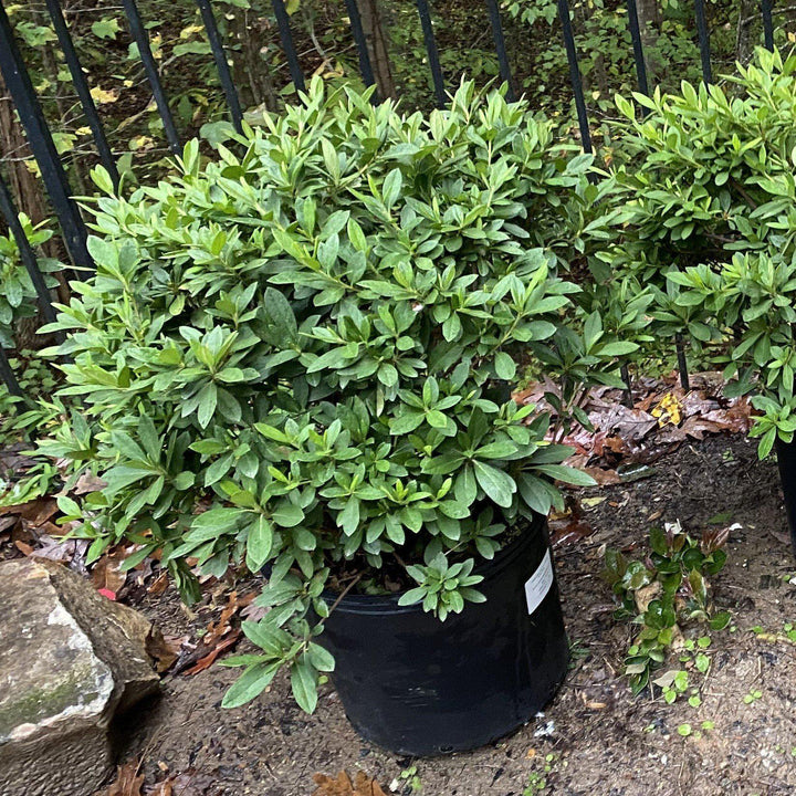 Rhododendron indica 'Mrs. G.G. Gerbing' ~ G.G. Gerbing Azalea