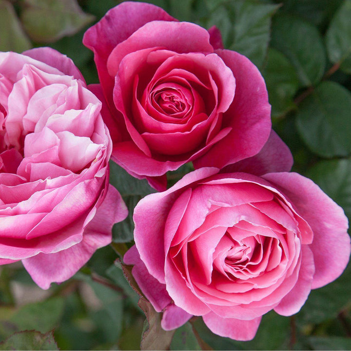 Rosa 'Meiclusif' ~ Bloomables® Dee-Lish™ Rose