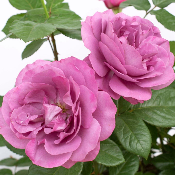 Rosa 'KORvodacom' PP 22,691 ~ Bloomables® Sunbelt® Plum Perfect™ Rose