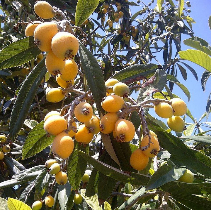 Eriobotrya japonica ~ Loquat
