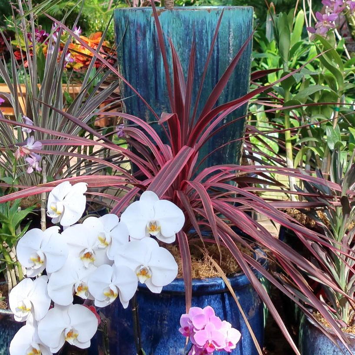 Cordyline australis 'Charlie Boy' PP #20,139 ~ Charlie Boy Cordyline