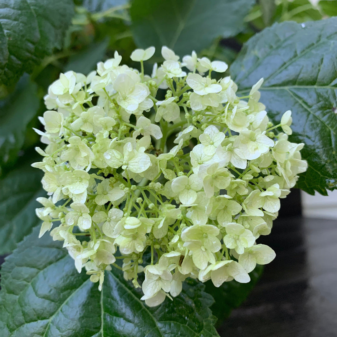 Hydrangea arborescens 'Annabelle' ~ Mophead Hydrangea, Annabelle Hydrangea