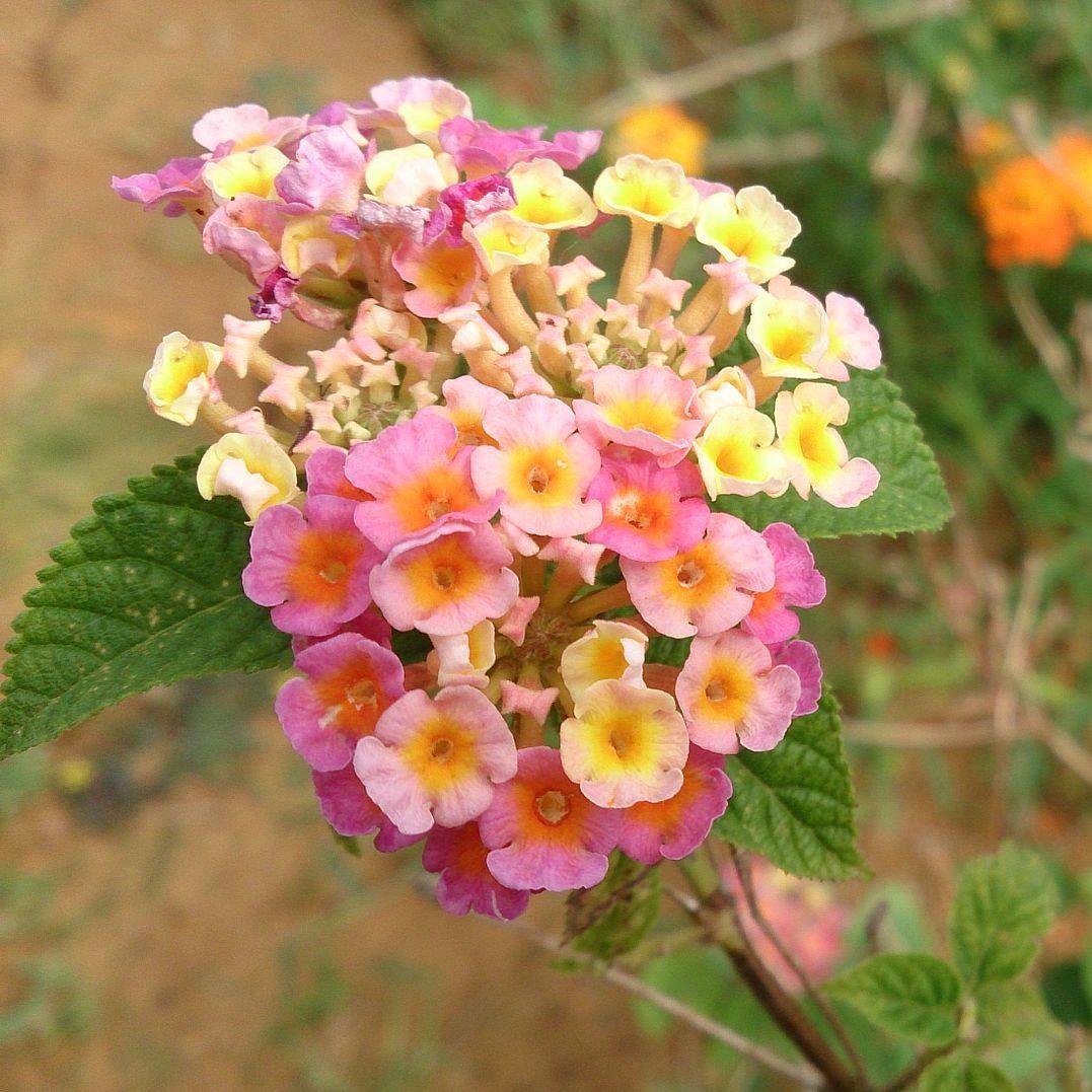 Lantana camara 'Baluclav' ~ Lucky™ Lavender Lantana