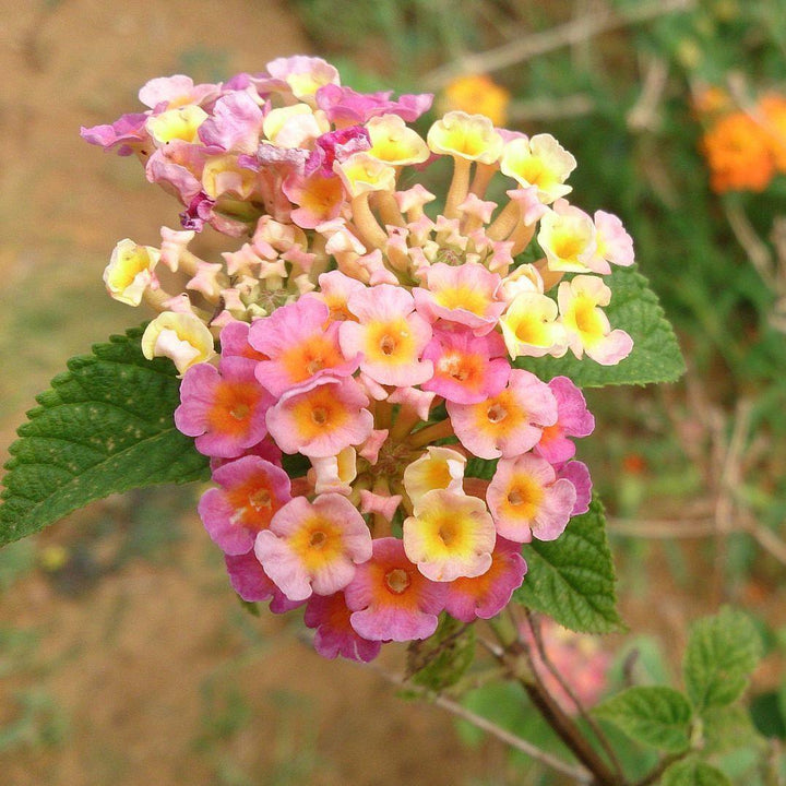 Lantana camara 'Baluclav' ~ Lucky™ Lavender Lantana