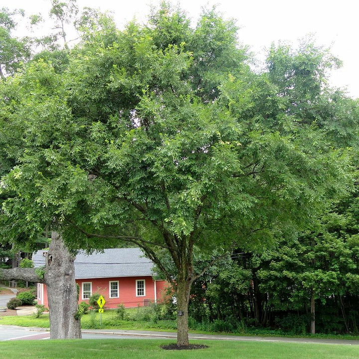 Ulmus parvifolia ‘Drake’ ~ Drake Chinese Elm