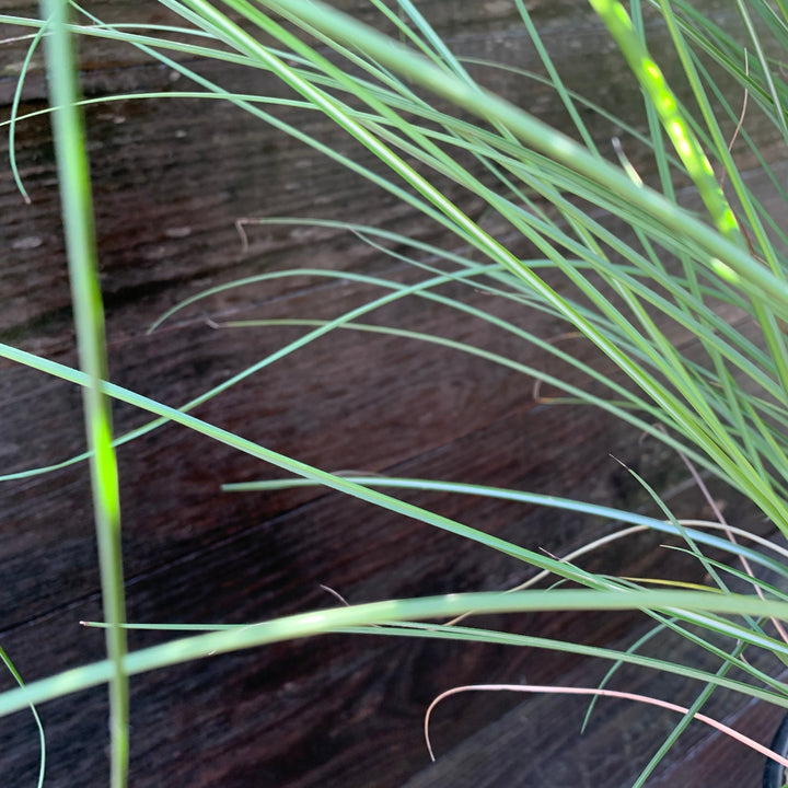 Miscanthus sinensis 'Gracillimus' ~ Maiden Grass
