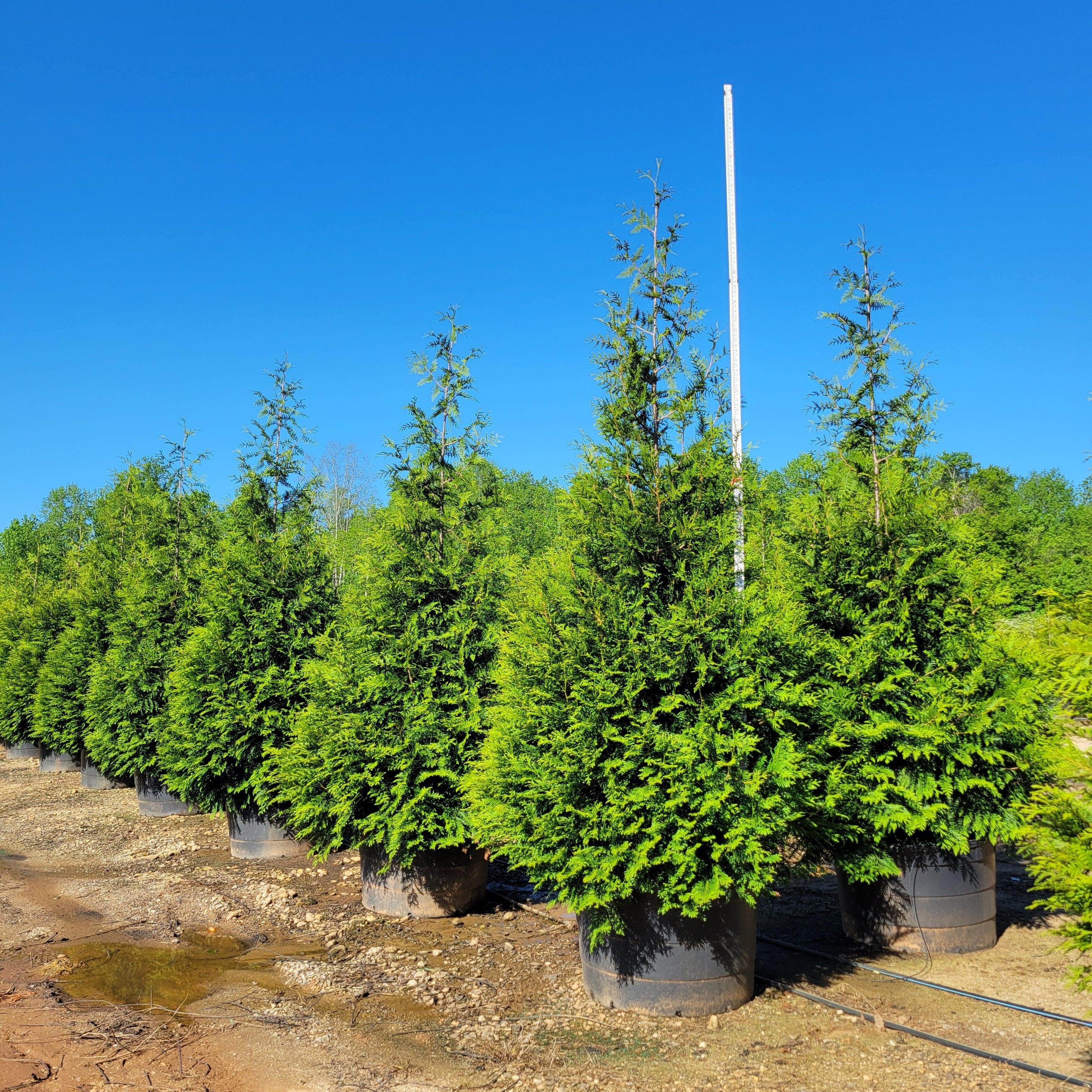 150㎝パインツリー JOA-148 Thuja standishii x plicata 'Green Giant' ~ Green Giant Arborvitae
