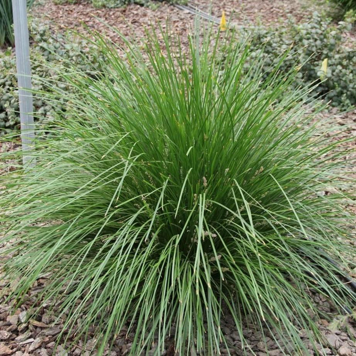 Lomandra longifolia 'Lomlon' ~ Lime Tough Matt Rush
