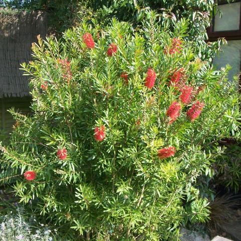 Callistemon 'Red Cluster' ~ Red Cluster Bottlebrush