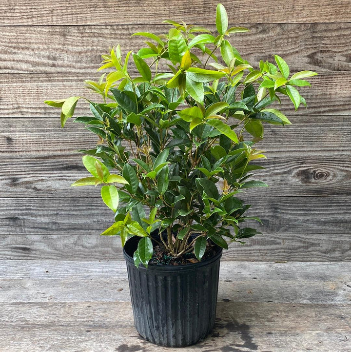 Osmanthus fragrans ~ Fragrant Tea Olive, Sweet Olive