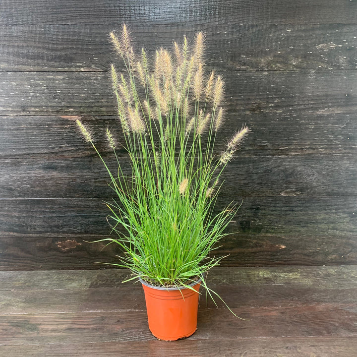Pennisetum alopecuroides 'Hameln ~ Hameln Fountain Grass