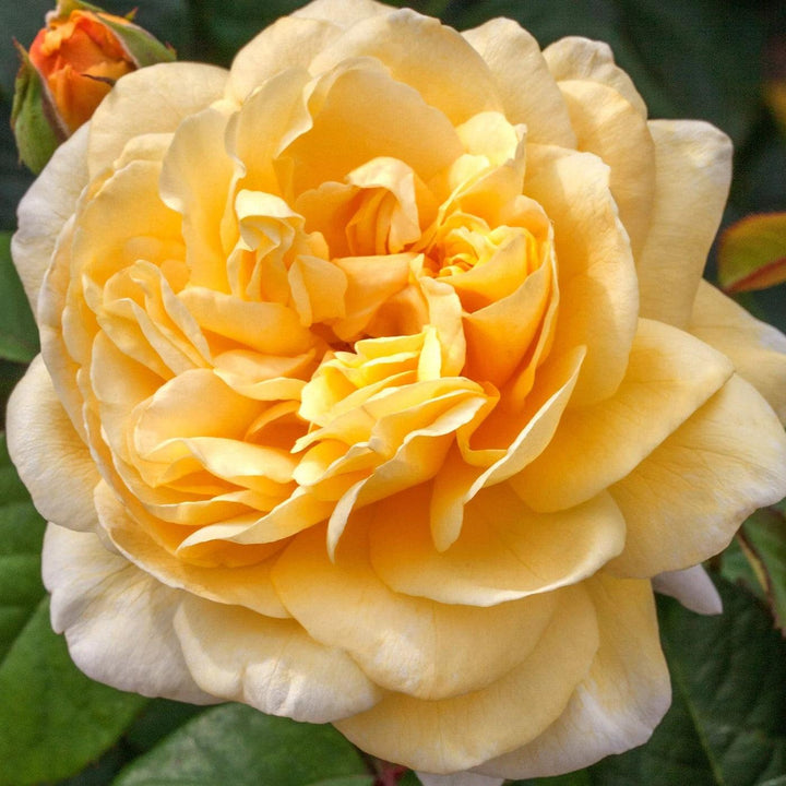 Rosa 'Meikaquinz' ~ Moonlight Romantica® Rose