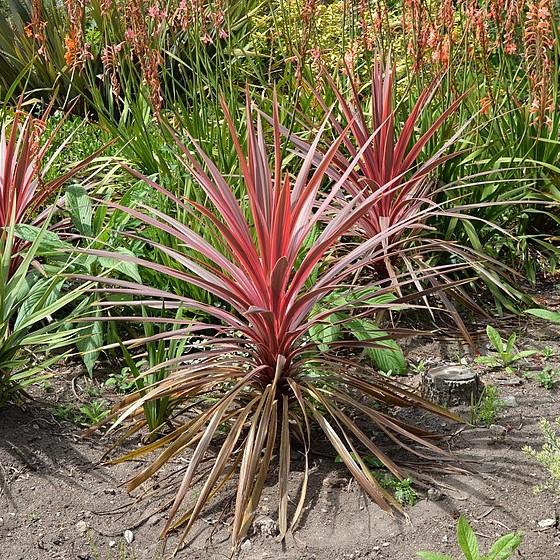 Cordyline australis 'Charlie Boy' PP #20,139 ~ Charlie Boy Cordyline