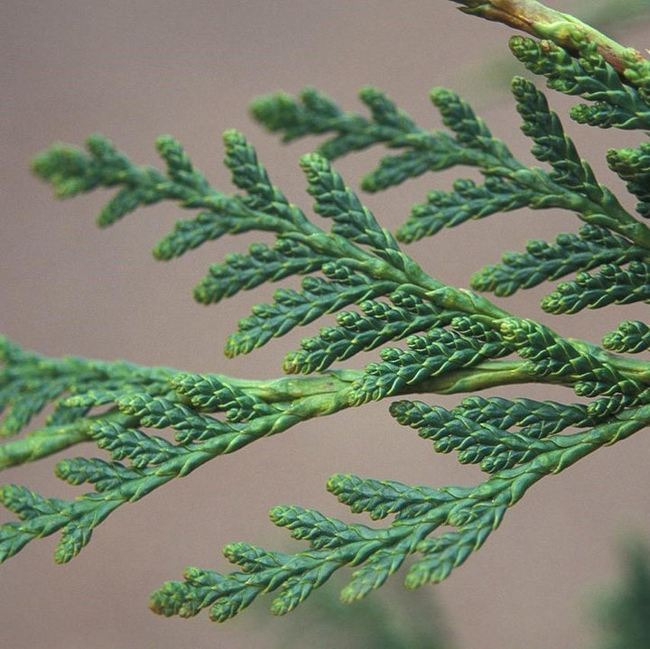 Cupressus x leylandii 'Murray' ~ Murray Cypress, Leyland Cypress