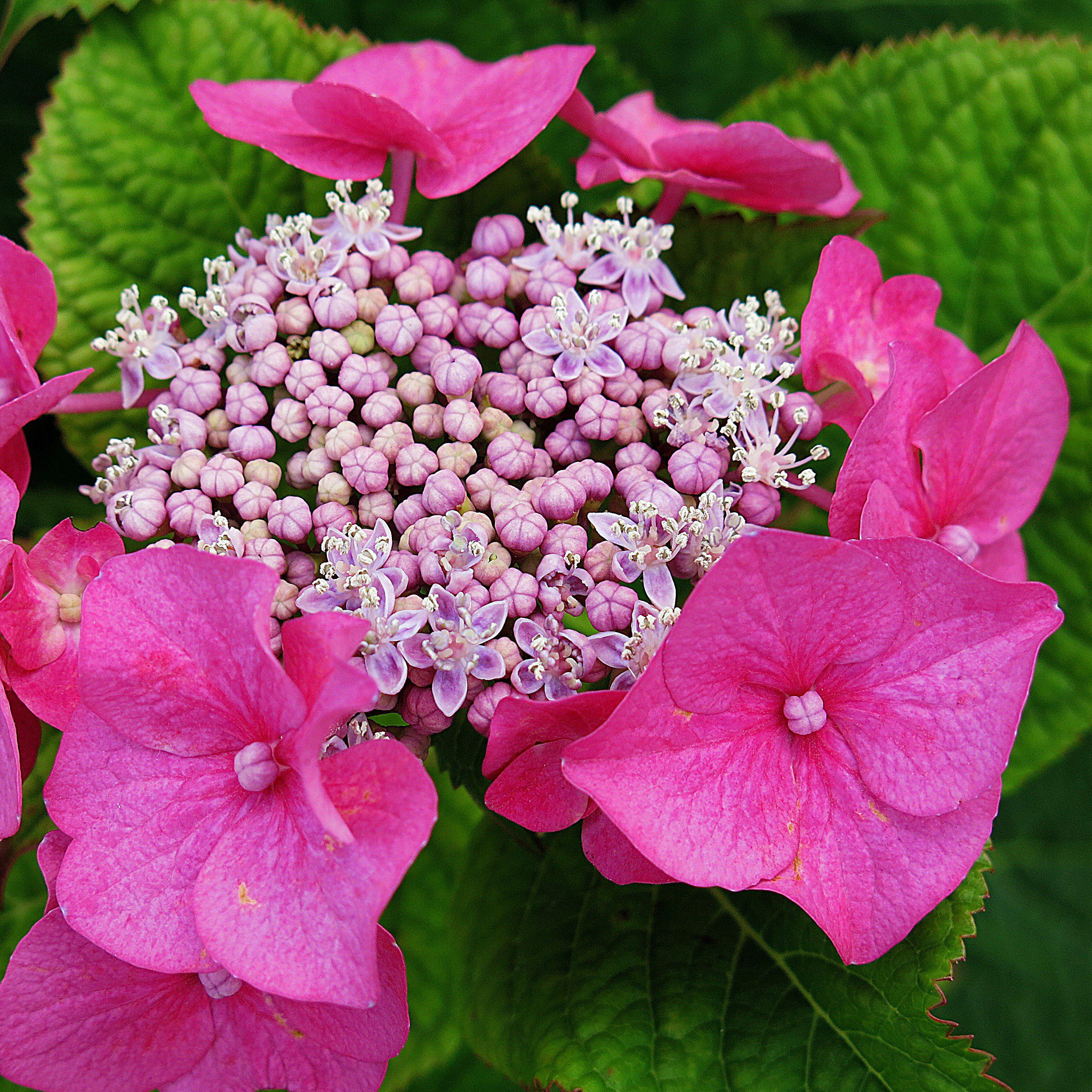 Hydrangea macrophylla 'McKay' PP 28,757 ~ Cherry Explosion