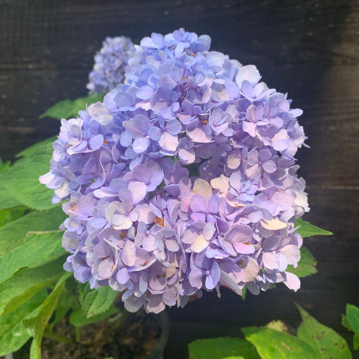 Hydrangea macrophylla 'Nikko Blue' ~ Nikko Blue Hydrangea