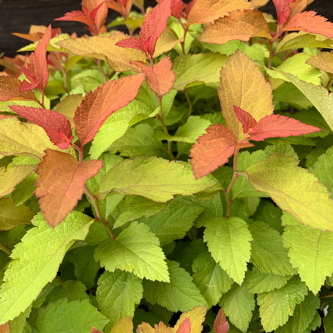 Spiraea japonica 'NCSX1' ~ Double Play® Candy Corn® Spirea