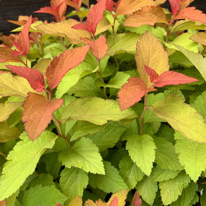 Spiraea japonica 'NCSX1' ~ Double Play® Candy Corn® Spirea