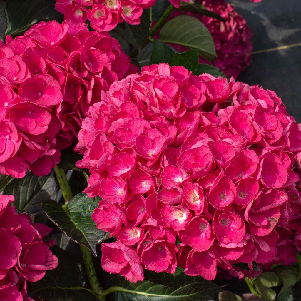 大型セールや時期 'SK2DAMA' macrophylla Hydrangea PP Akadama ~ 28,860 スポーツトイ・アクショントイ