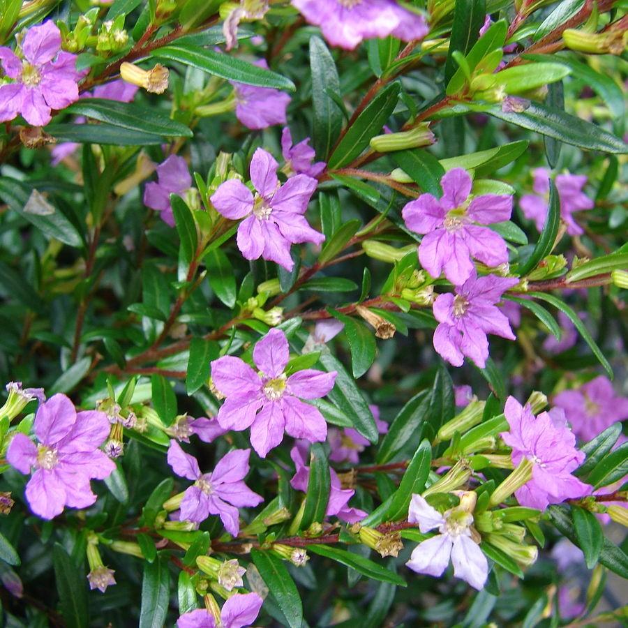 false heather lavender lace plant Cuphea hyssopifolia ~ Mexican Heather, False Heather