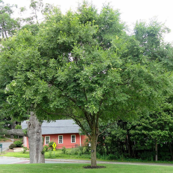 Ulmus parvifolia 'UPMTF' ~ Bosque® Laceleaf Elm
