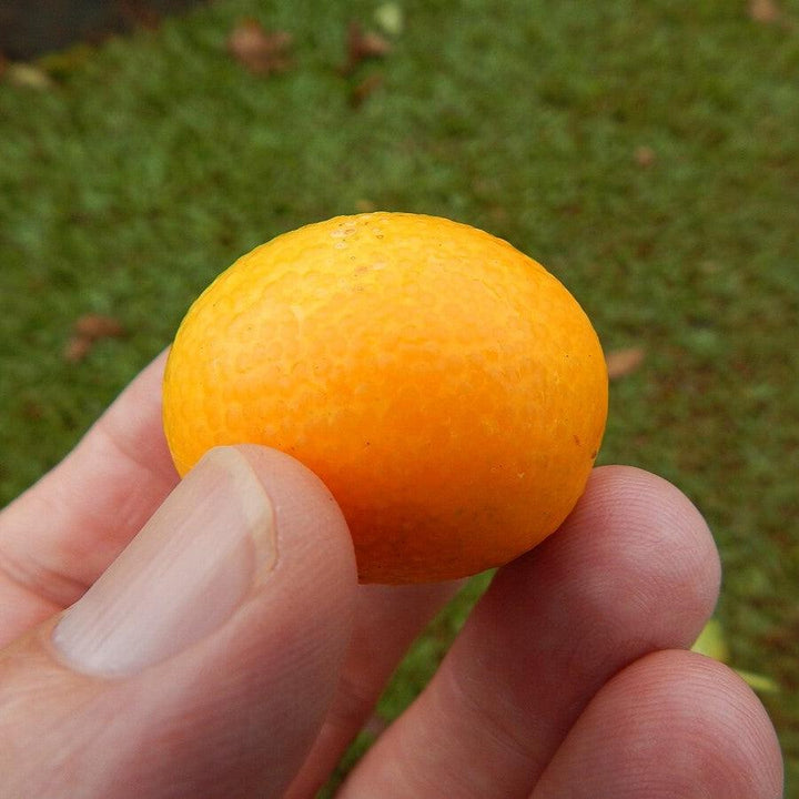 Fortunella crassifolia 'Meiwa' ~ Meiwa Kumquat