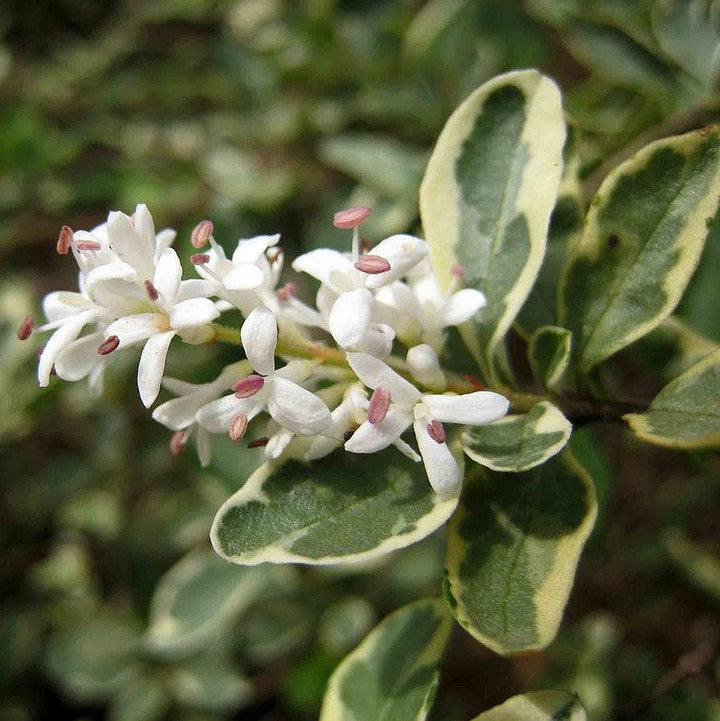 Ligustrum sinense 'Variegatum' ~ Variegated Chinese Privet